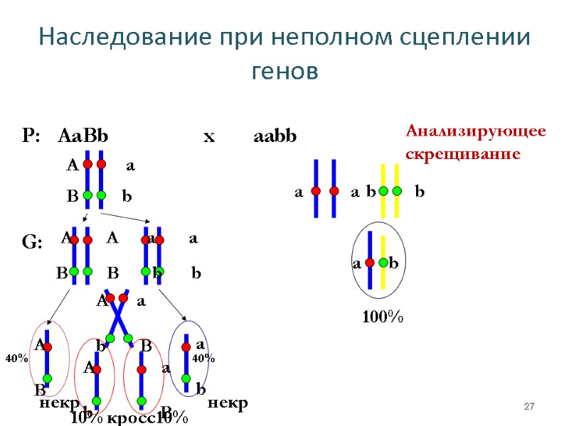 Наследование при неполном сцеплении генов 27 Р:   AaBb    